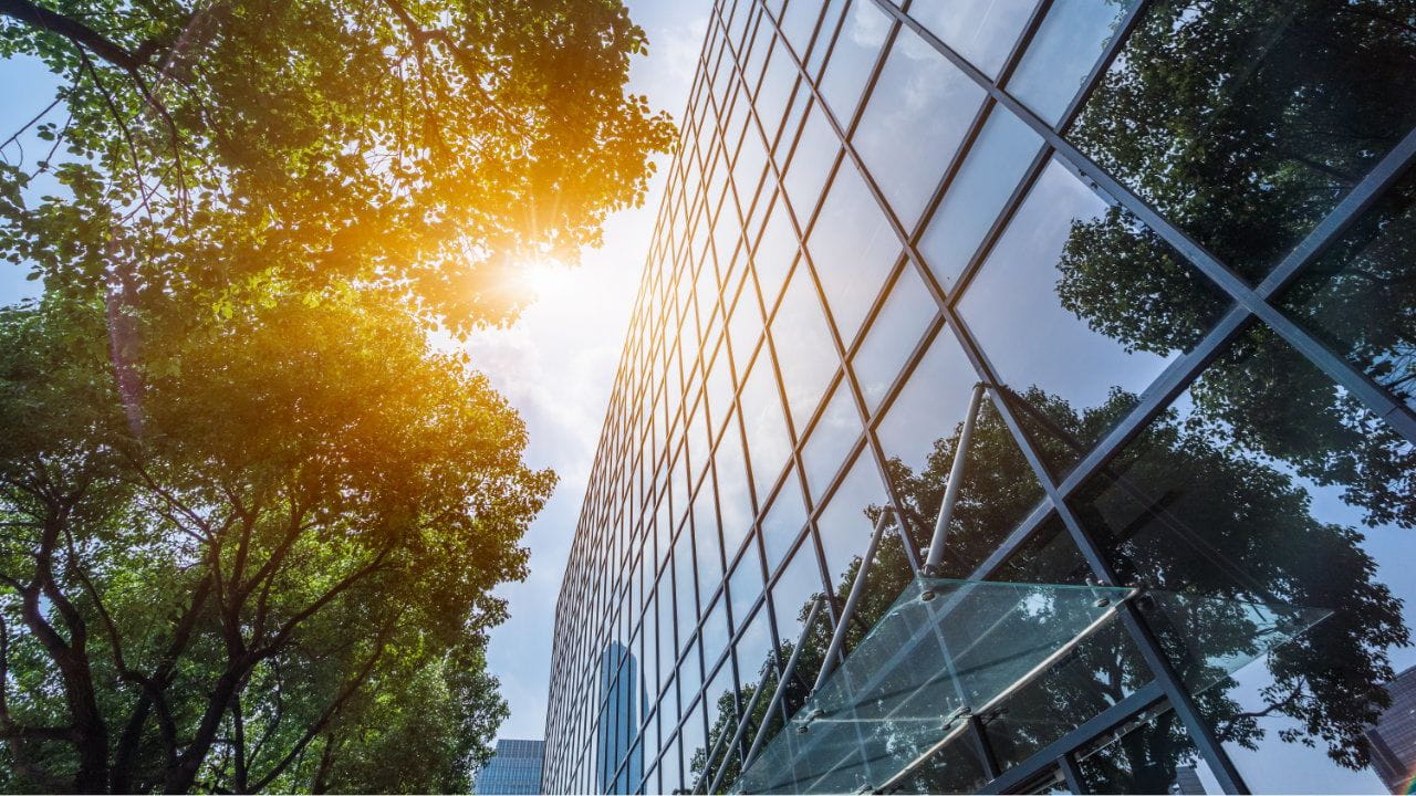 Green tree in front of a glass façade on a sunny day